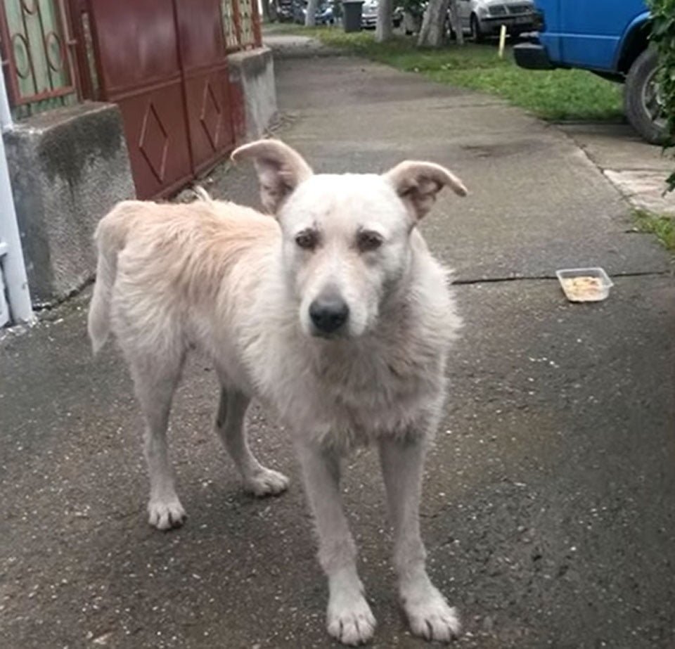 Perro sin hogar con cáncer solo quería ser abrazado luego de ser rescatado 8 Buddy vivía en la calle