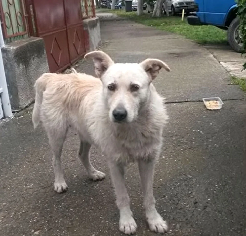 Buddy vivía en la calle