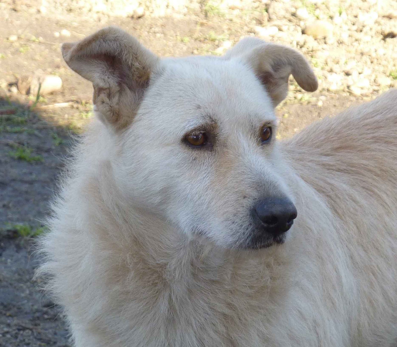 Perro sin hogar con cáncer solo quería ser abrazado luego de ser rescatado 13 Buddy