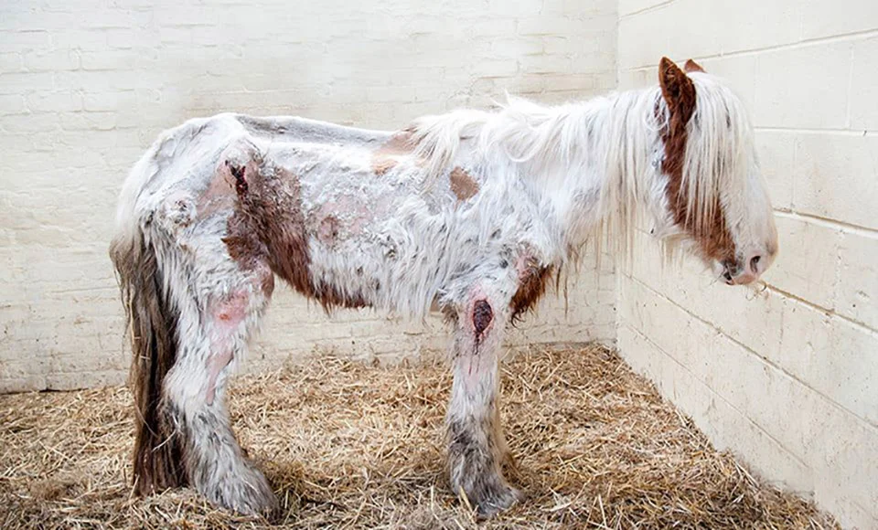 Caballo a punto de morir es cuidado con amor y su transformación es increíble 4 Caballo a punto de recuperarse