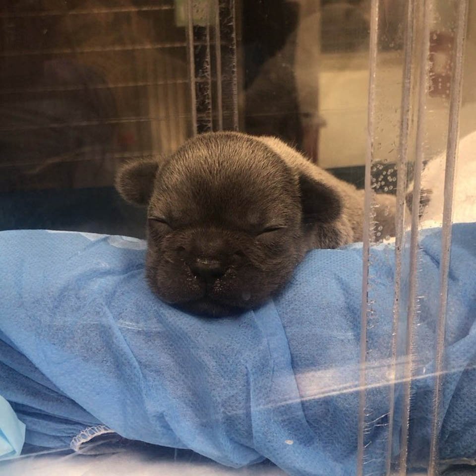 Pequeño bulldog francés con paladar hendido fue rescatado y tiene un hermano como él 7 Cachorro Boo