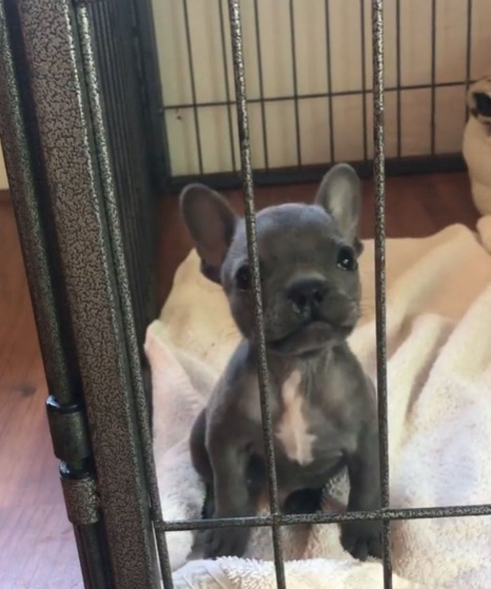 Pequeño bulldog francés con paladar hendido fue rescatado y tiene un hermano como él 8 Cachorro en su cama