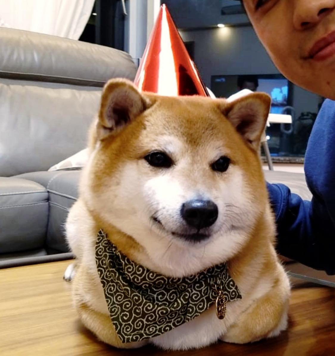Balltze, el perro Shiba inu estrella de tus memes favoritos 27 Cheems y su dueño