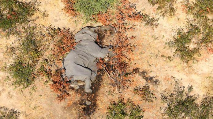 Cientos de elefantes son encontrados muertos en Botswana
