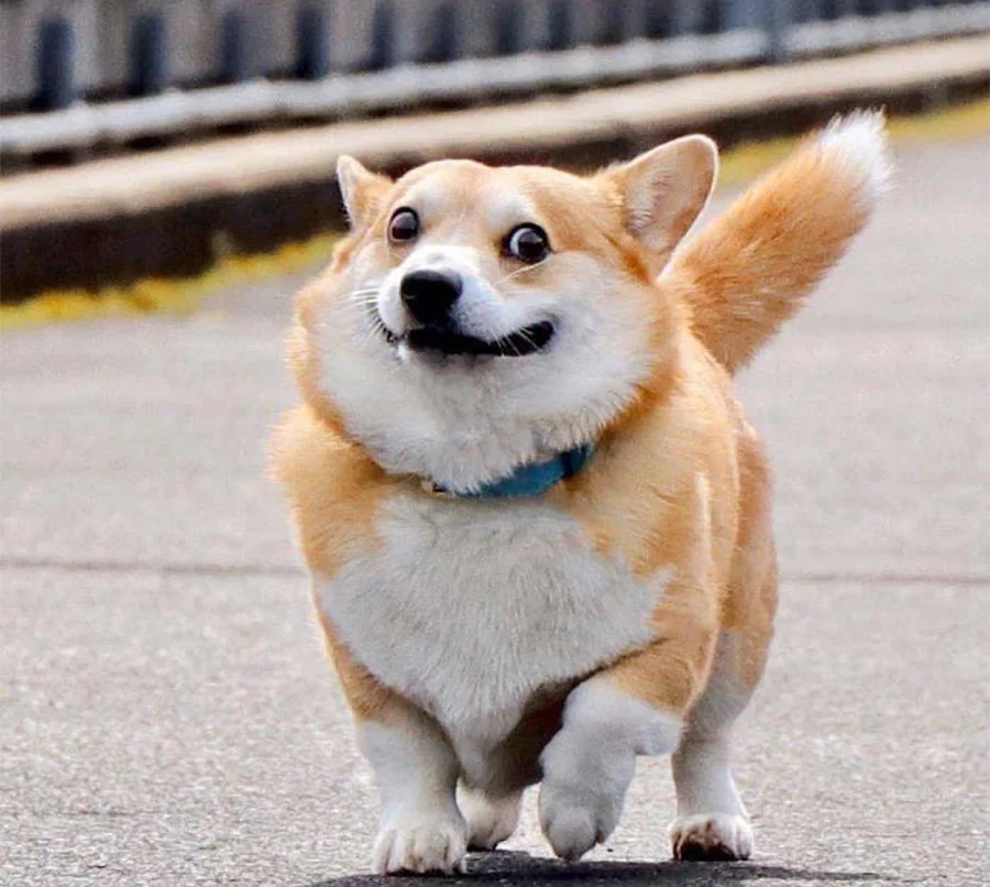 Las expresiones faciales de este Corgi pueden alegrarte el día al instante 14 Corgi caminando
