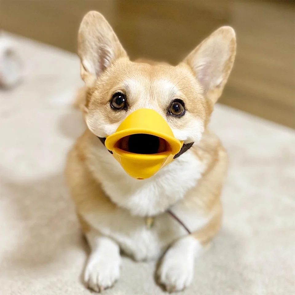 Las expresiones faciales de este Corgi pueden alegrarte el día al instante 5 Corgi, expresiones faciales
