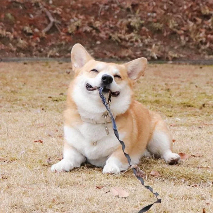 Las expresiones faciales de este Corgi pueden alegrarte el día al instante 4 Corgi jugando