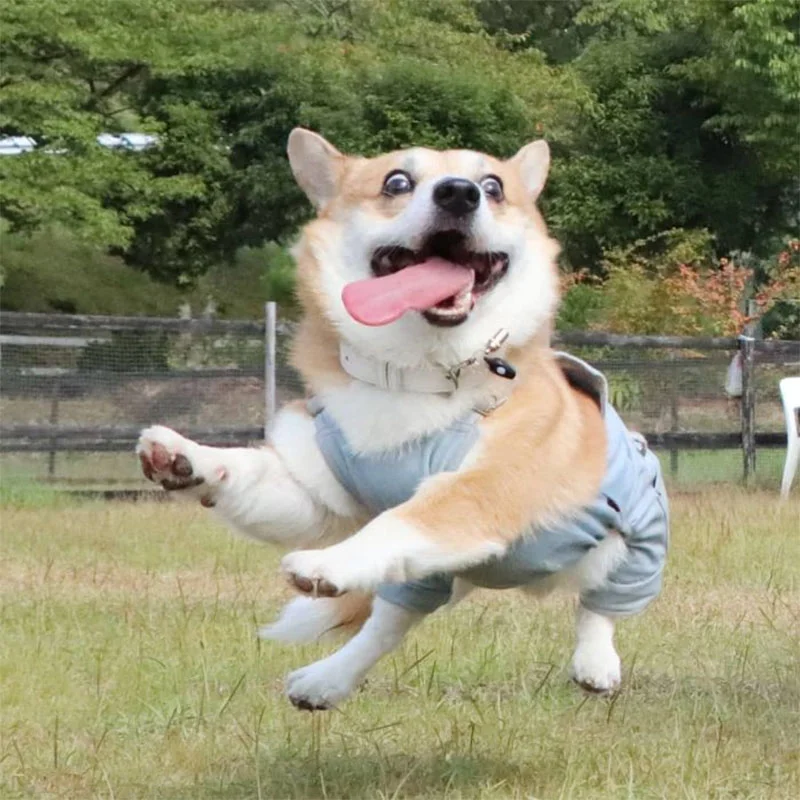 Las expresiones faciales de este Corgi pueden alegrarte el día al instante 2 Corgi saltando