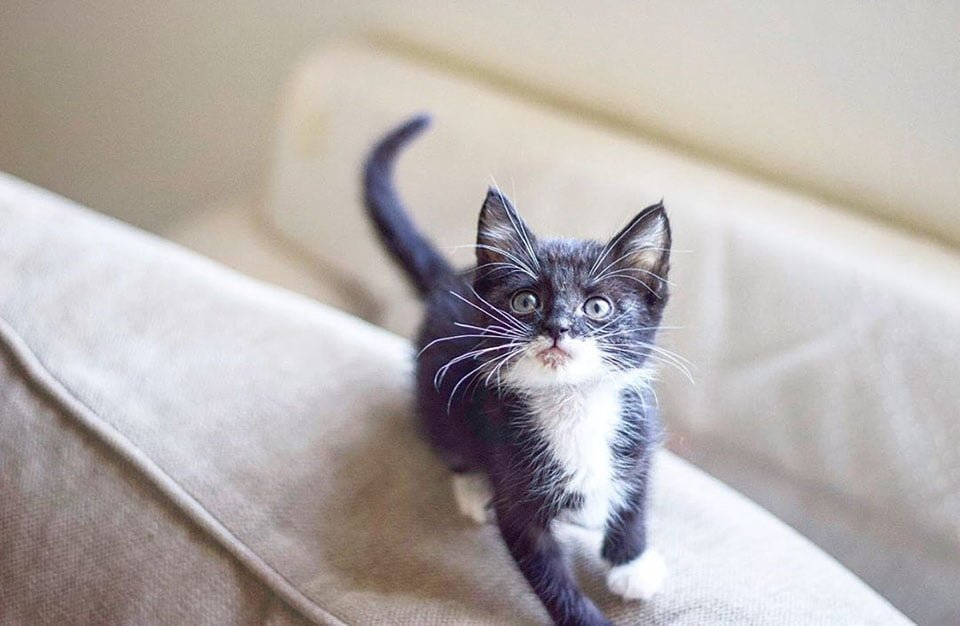Gatita está tan feliz de encontrar una familia después de ser rescatada 12 Demi