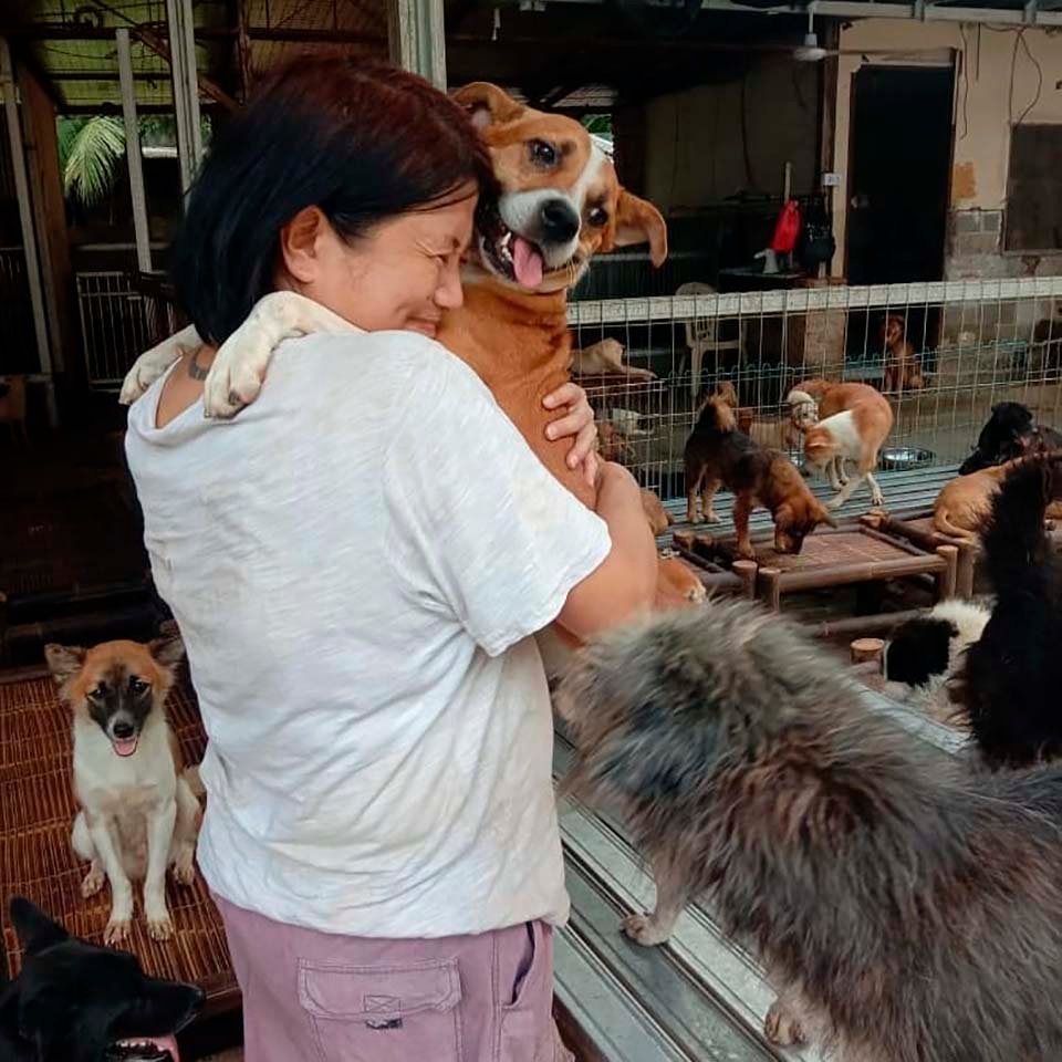Doctora en Indonesia ha rescatado a más de 1000 perros sin hogar 11 Doctora en Indonesia rescata perros