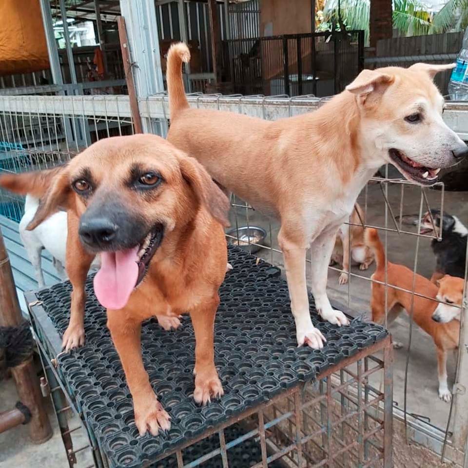 Doctora en Indonesia ha rescatado a más de 1000 perros sin hogar 5 Doctora en indonesia
