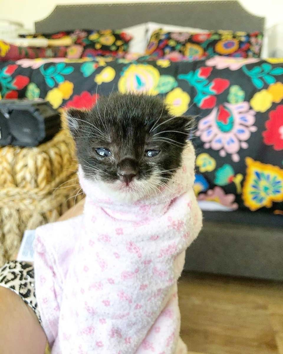 Gatita está tan feliz de encontrar una familia después de ser rescatada 10 Dulce gatita
