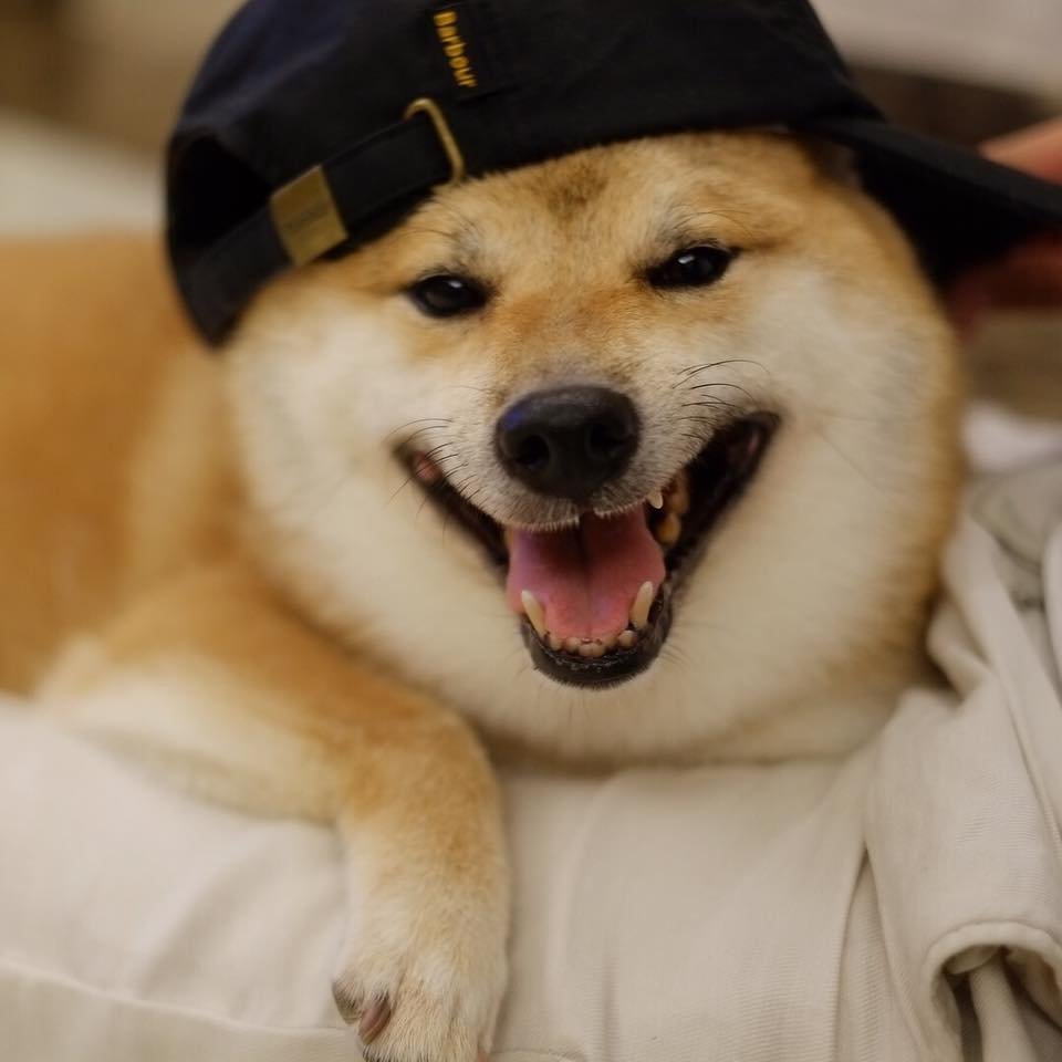 Balltze, el perro Shiba inu estrella de tus memes favoritos 22 El perro con gorra