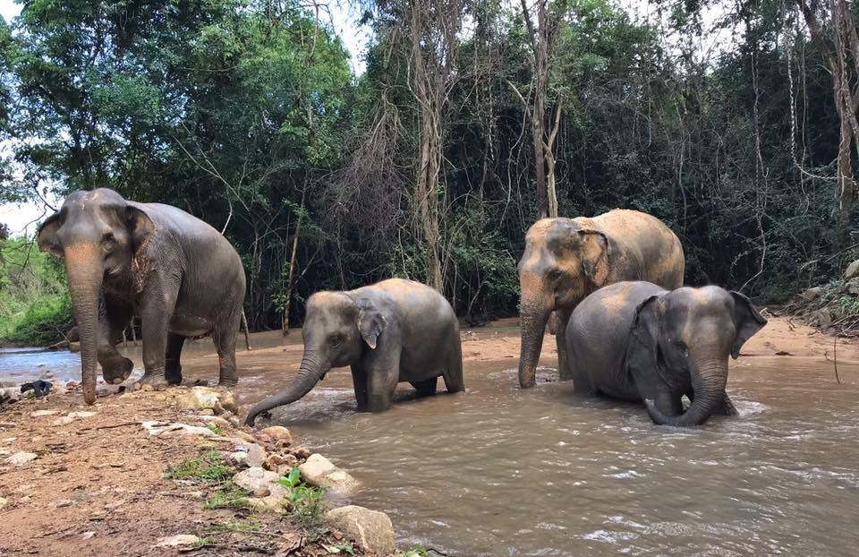 Elefantes bañándose