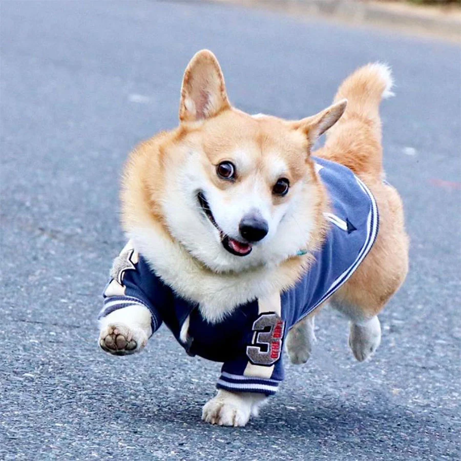 Las expresiones faciales de este Corgi pueden alegrarte el día al instante 6 Expresión de Gen