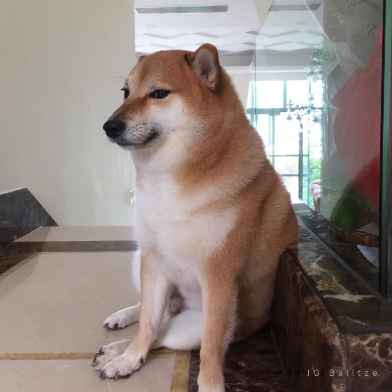 Balltze, el perro Shiba inu estrella de tus memes favoritos