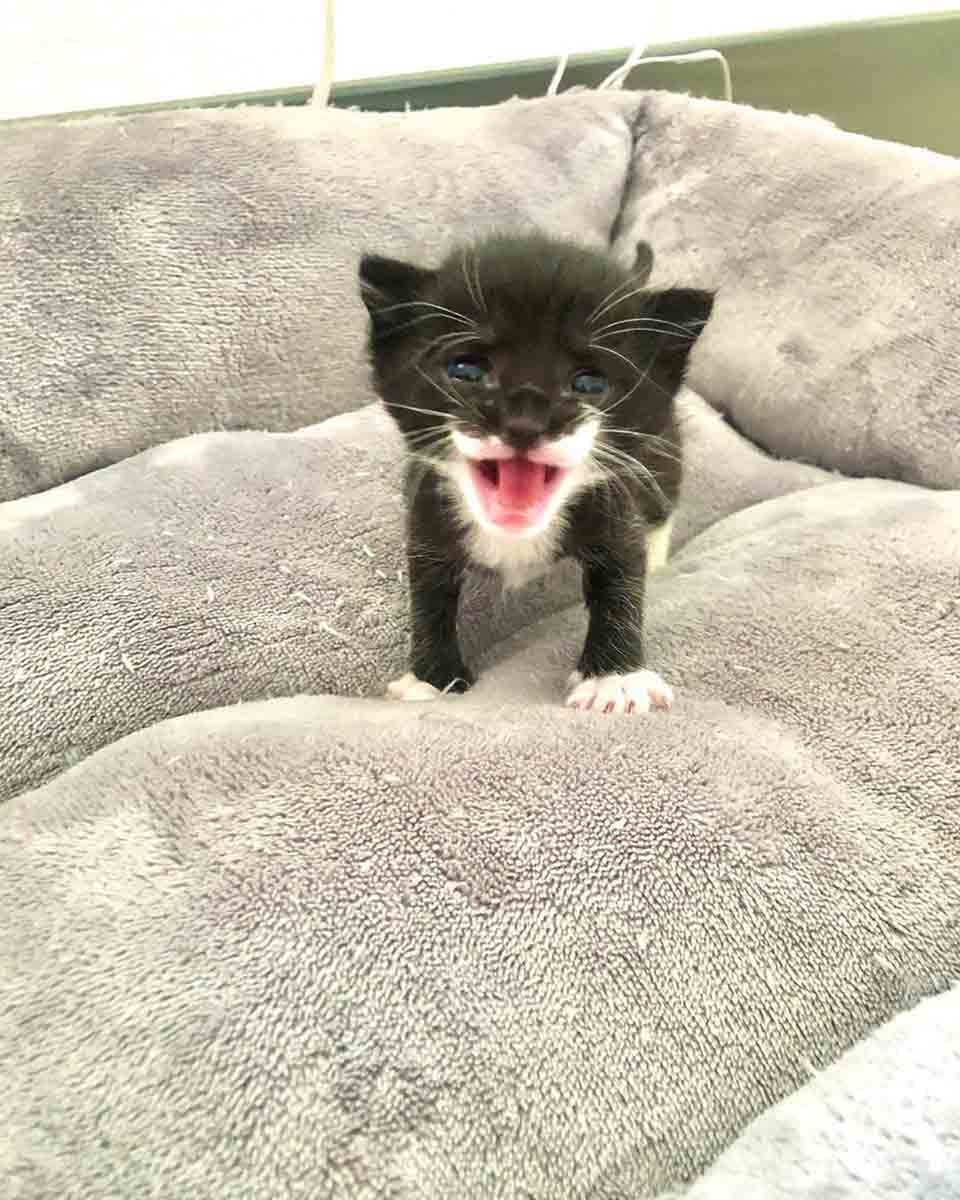 Gatita está tan feliz de encontrar una familia después de ser rescatada 9 Felina bebé