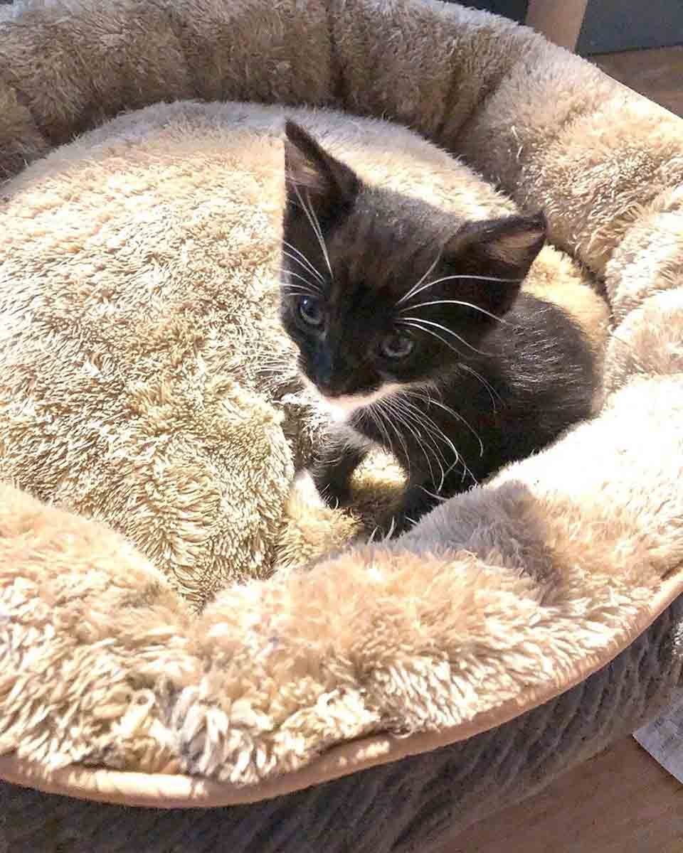 Gatita está tan feliz de encontrar una familia después de ser rescatada 13 Gatita Demi