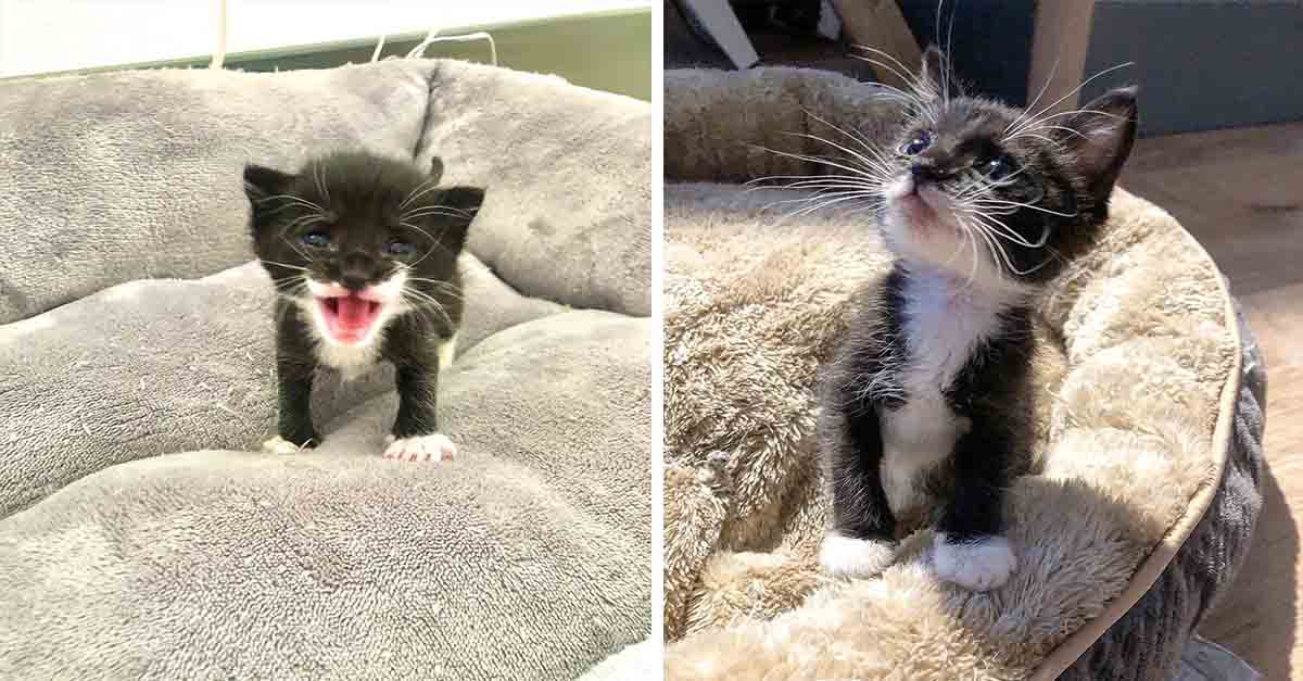 Gatita esta tan feliz de encontrar una familia despues de ser rescatada