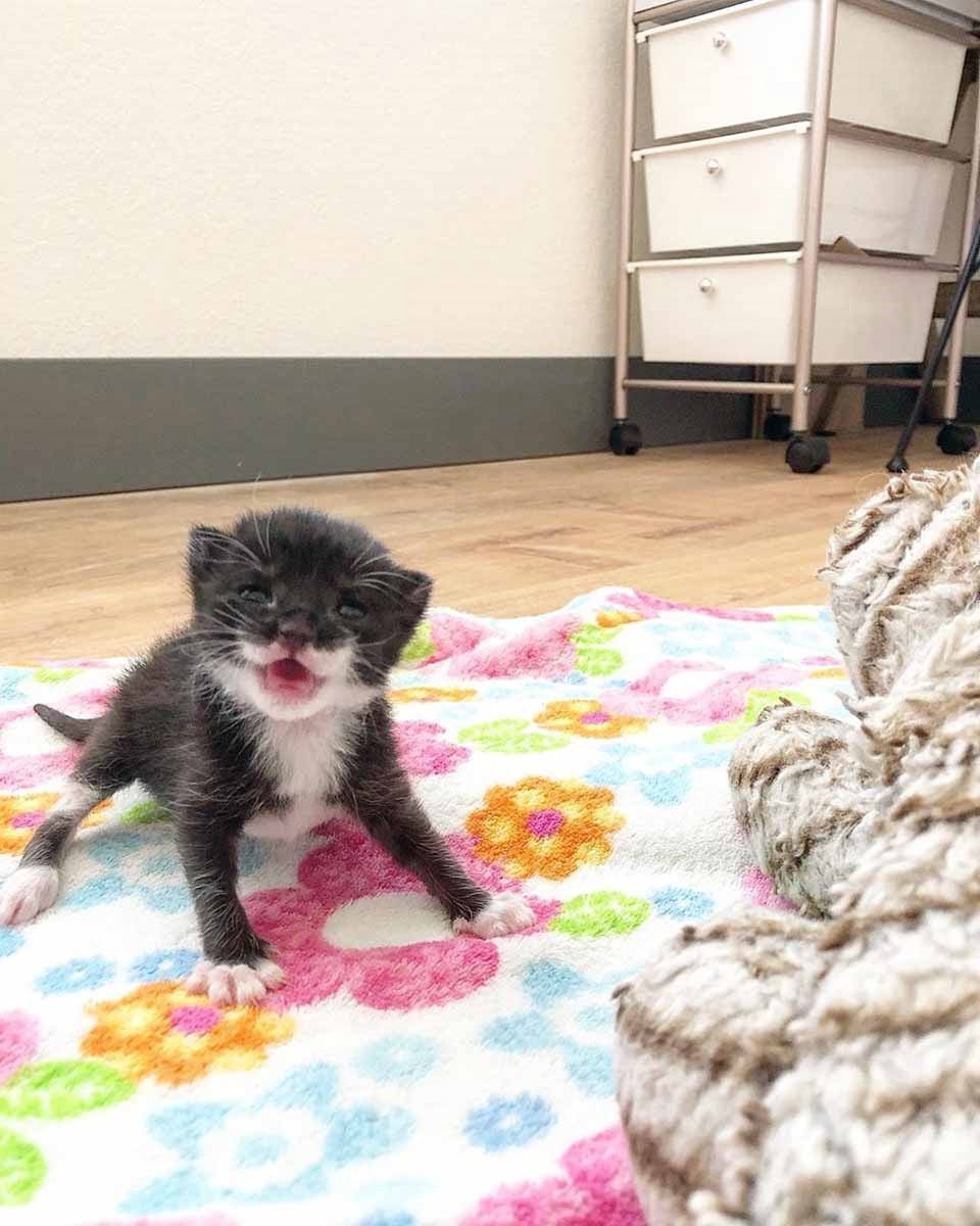 Gatita está tan feliz de encontrar una familia después de ser rescatada 8 Gatita
