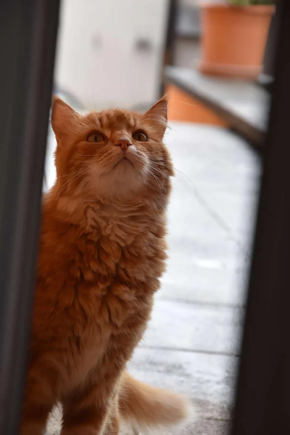 Gato corre para decir "buenos días" cada vez que sus vecinos abren las persianas 2 Gato adorable