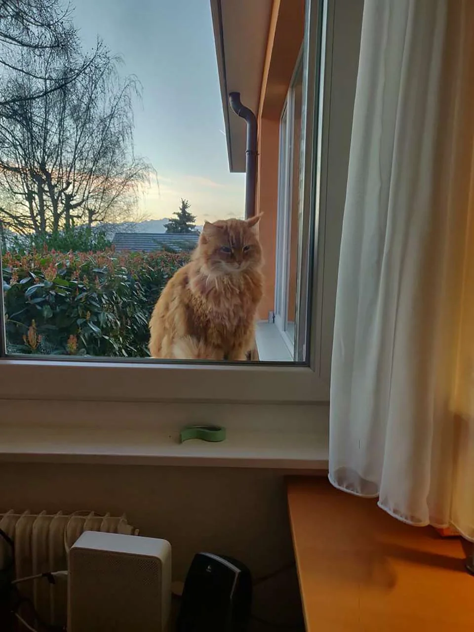 Gato corre para decir "buenos días" cada vez que sus vecinos abren las persianas 1 Gato corre a casa de vecinos