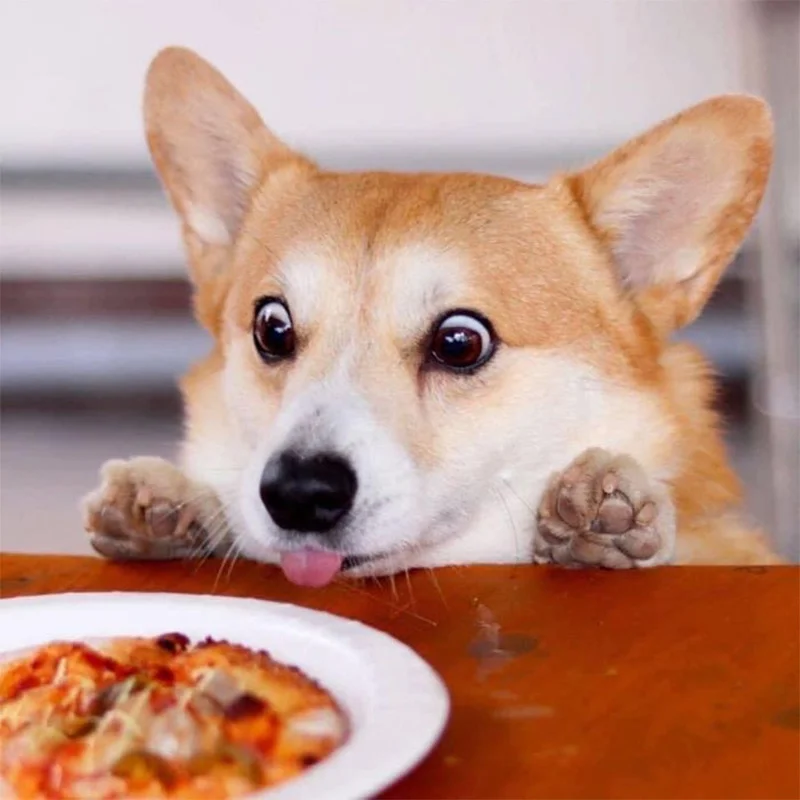 Las expresiones faciales de este Corgi pueden alegrarte el día al instante 17 Gen expresiones