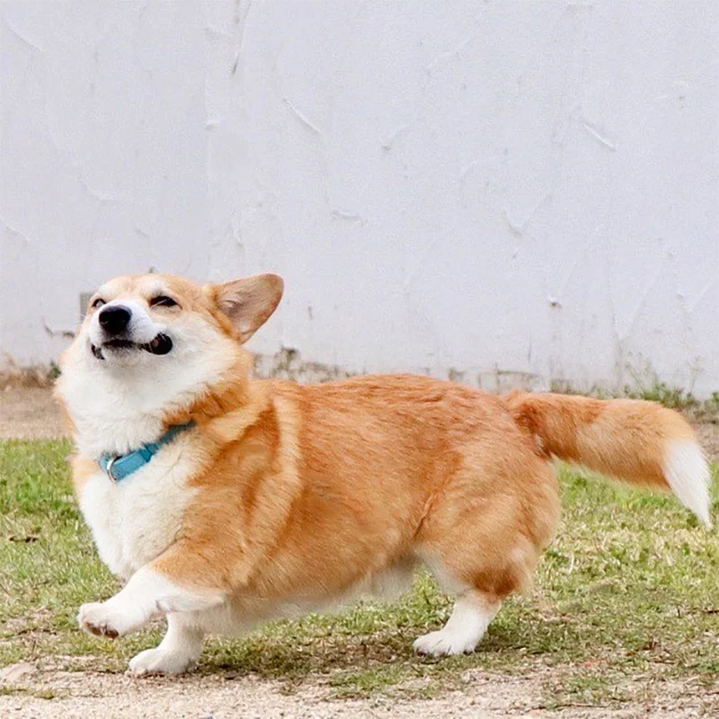 Las expresiones faciales de este Corgi pueden alegrarte el día al instante 7 Gen caminando