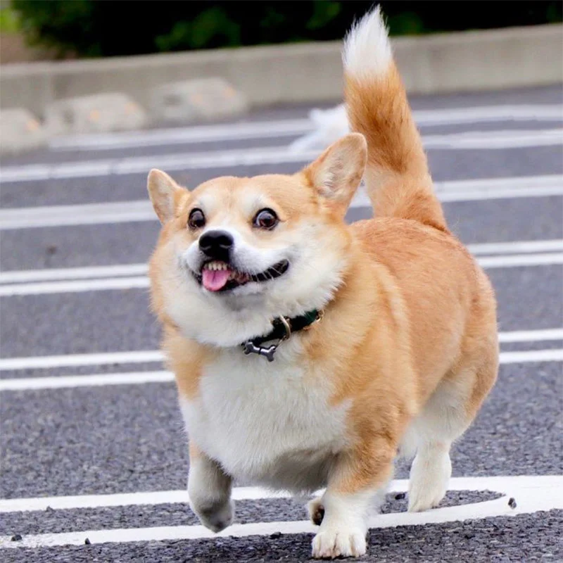 Las expresiones faciales de este Corgi pueden alegrarte el día al instante 8 Gen cara graciosa