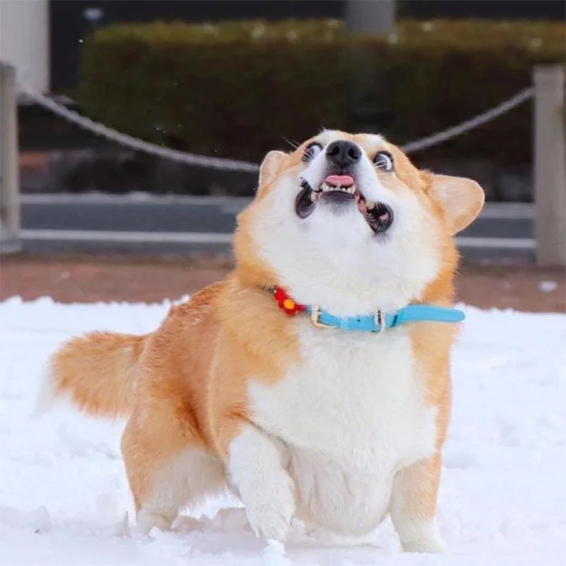 Las expresiones faciales de este Corgi pueden alegrarte el día al instante 9 Gen en la nieve