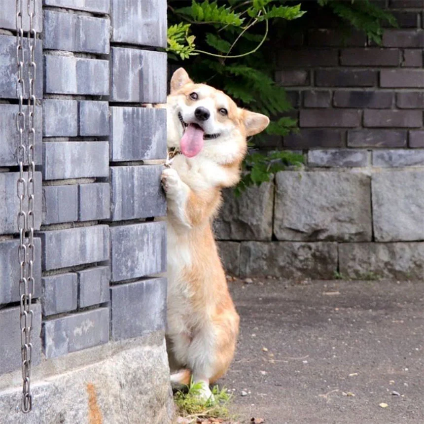 Las expresiones faciales de este Corgi pueden alegrarte el día al instante 15 Gen escondido