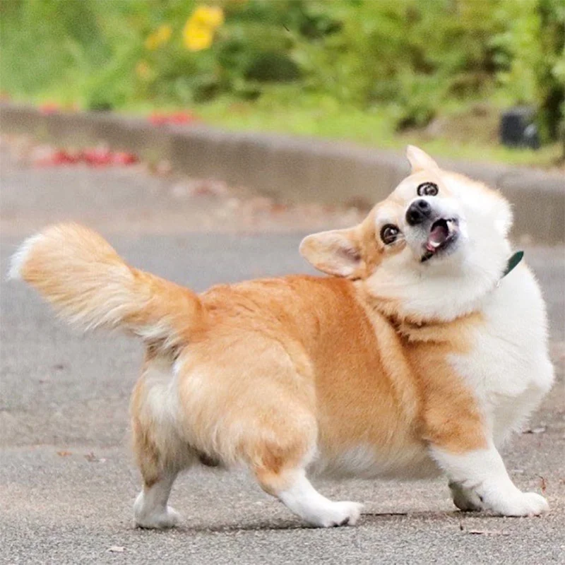 Las expresiones faciales de este Corgi pueden alegrarte el día al instante 12 Gen, expresiones faciales