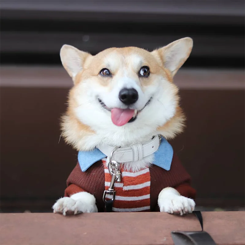 Las expresiones faciales de este Corgi pueden alegrarte el día al instante 1 Gen expresiones faciales