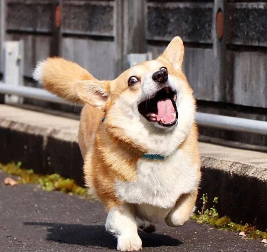 Las expresiones faciales de este Corgi pueden alegrarte el día al instante 13 Gen, expresiones