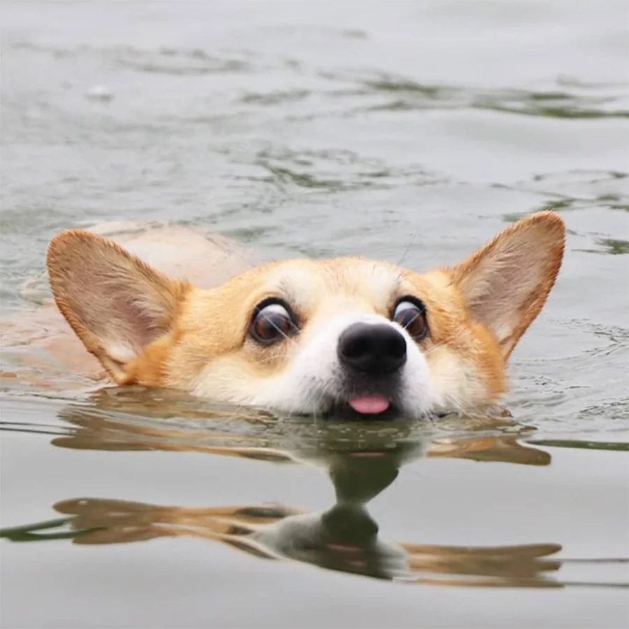 Las expresiones faciales de este Corgi pueden alegrarte el día al instante 11 Gen nadando