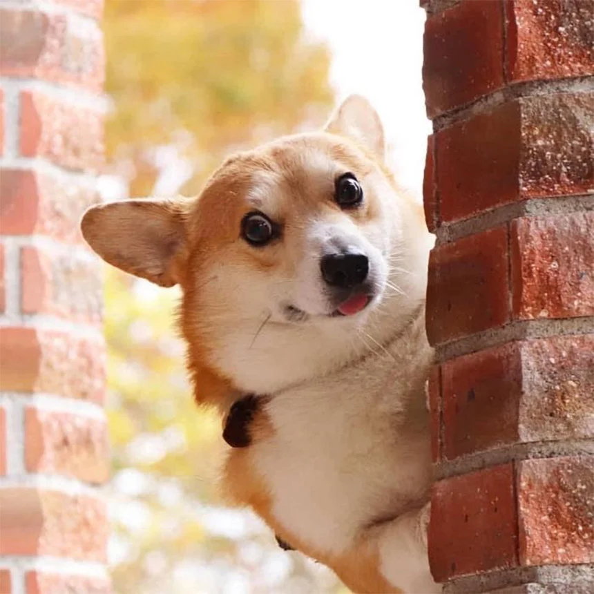 Las expresiones faciales de este Corgi pueden alegrarte el día al instante 10 Gen posando
