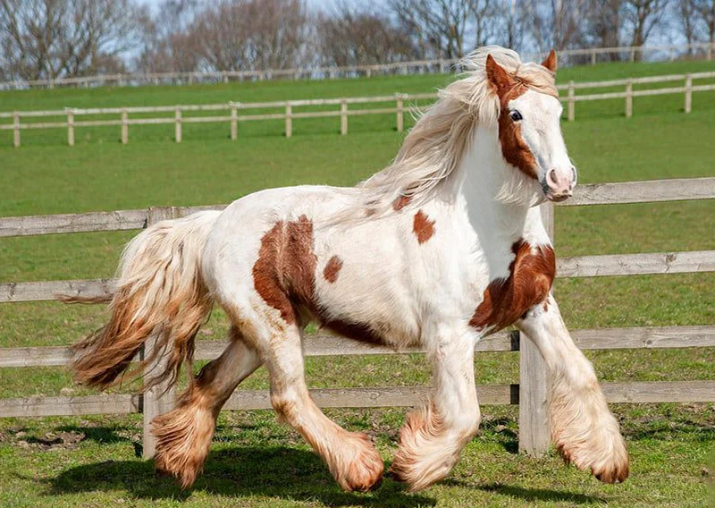 Caballo a punto de morir es cuidado con amor y su transformación es increíble 12 Heidi recuperada