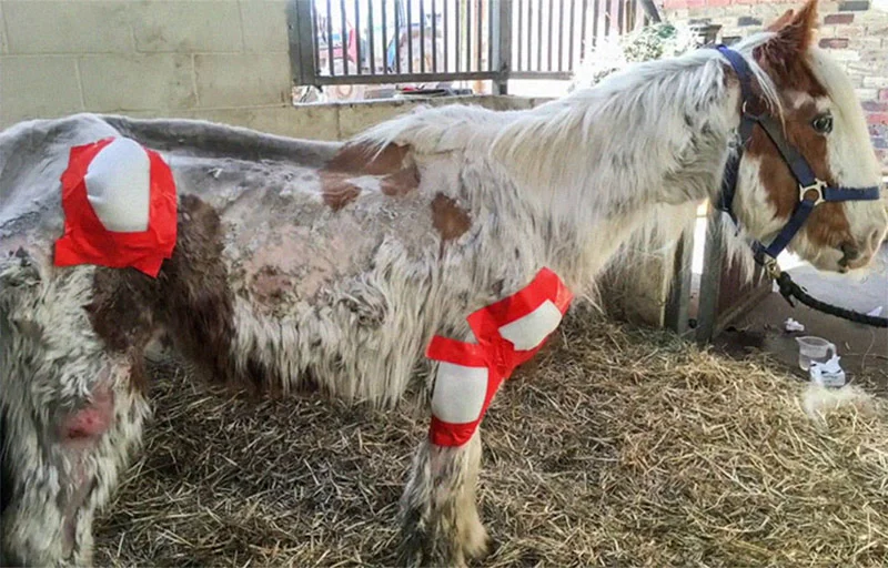 Caballo a punto de morir es cuidado con amor y su transformación es increíble 6 Heidi y vendajes