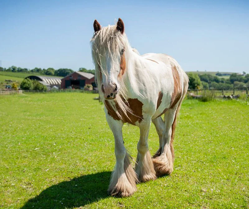 Caballo a punto de morir es cuidado con amor y su transformación es increíble 11 Hermosa Heidi