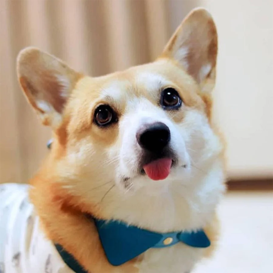 Las expresiones faciales de este Corgi pueden alegrarte el día al instante 16 Hermoso Gen