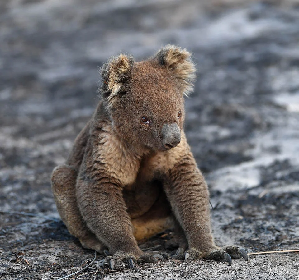 Incendios en Australia Koala