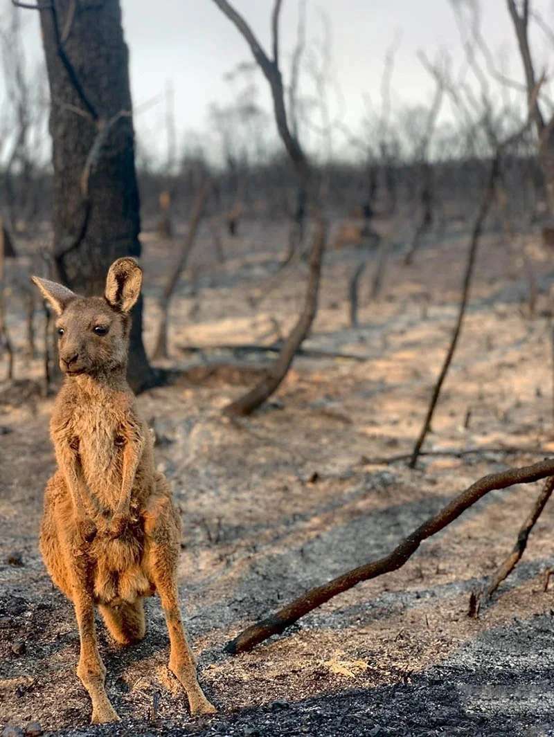 3 mil millones de animales 