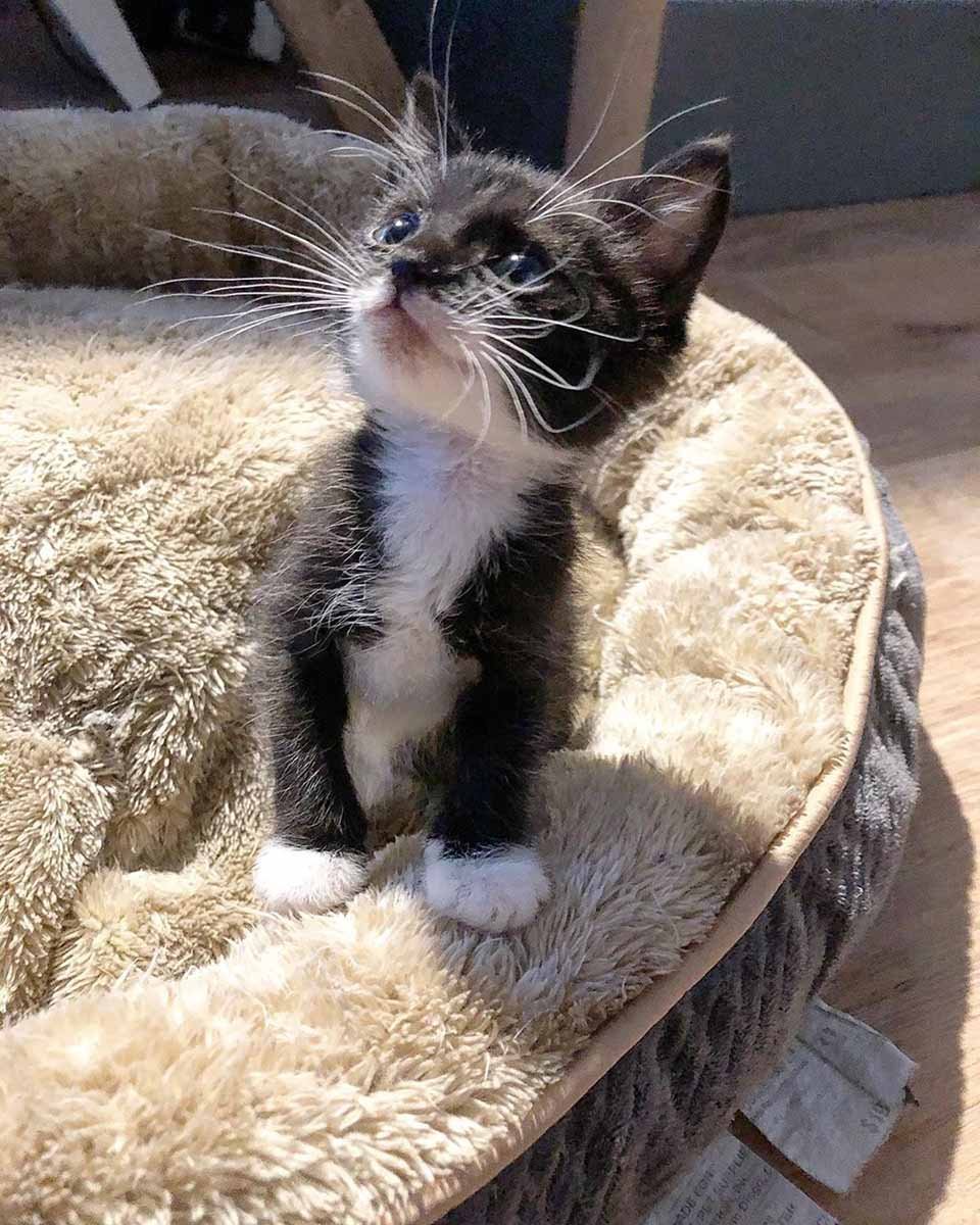 Gatita está tan feliz de encontrar una familia después de ser rescatada 14 La dulce Demi