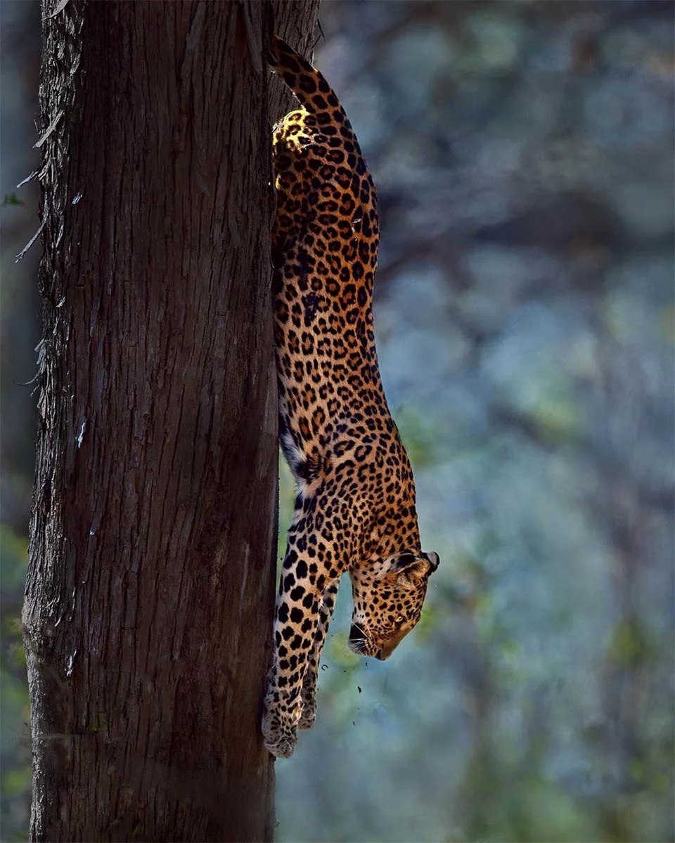Leopardo y pantera en estado salvaje son captados juntos en estas asombrosas fotos 9 Leopardo en árbol
