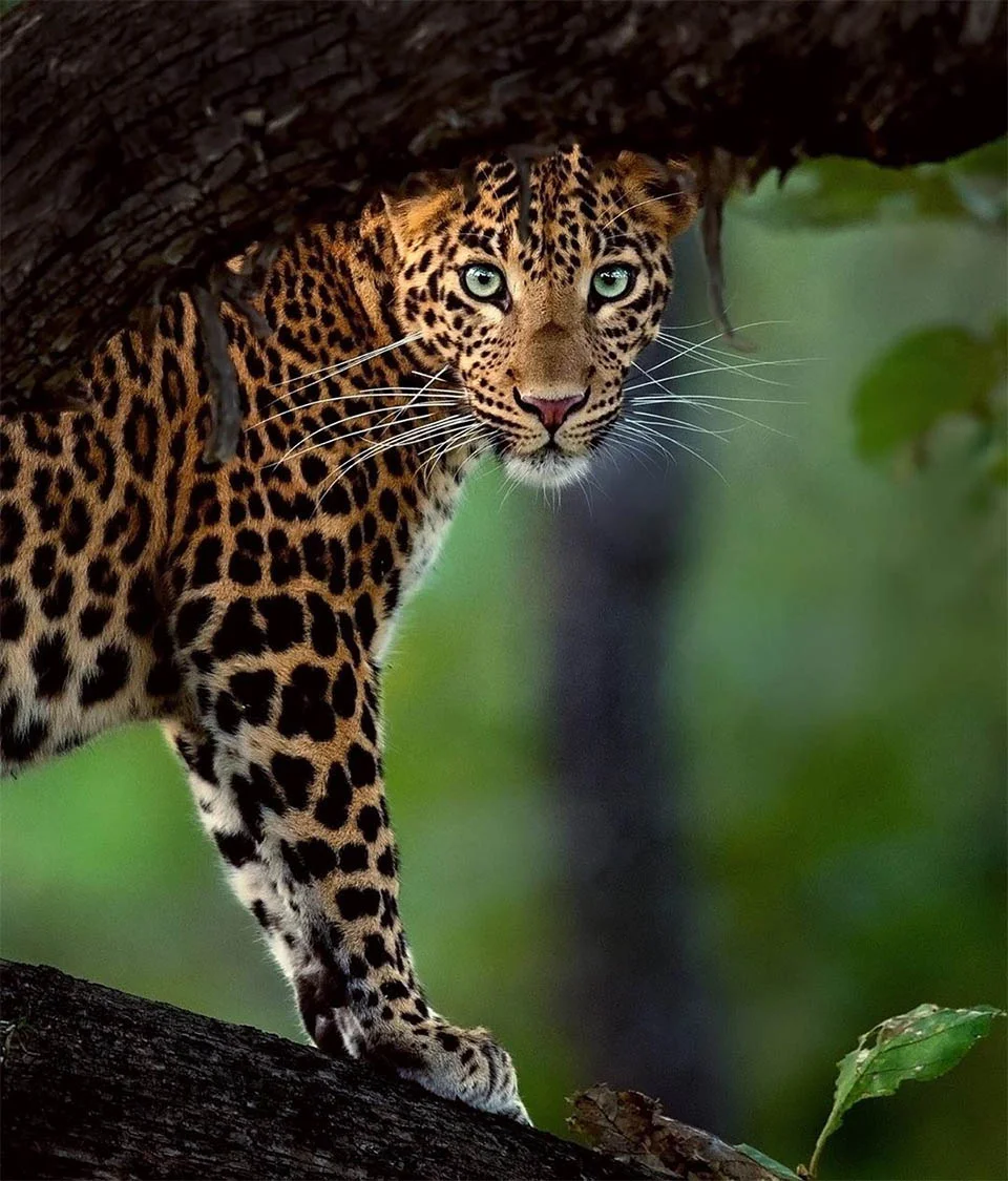 Leopardo y pantera en estado salvaje son captados juntos en estas asombrosas fotos 7 Leopardo mirando
