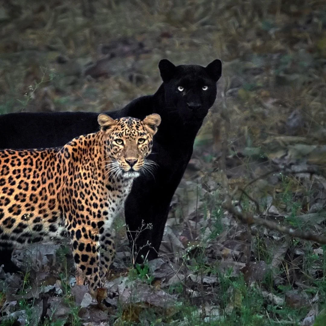 Leopardo y pantera en estado salvaje son captados juntos en estas asombrosas fotos 5 Leopardo y pantera pareja