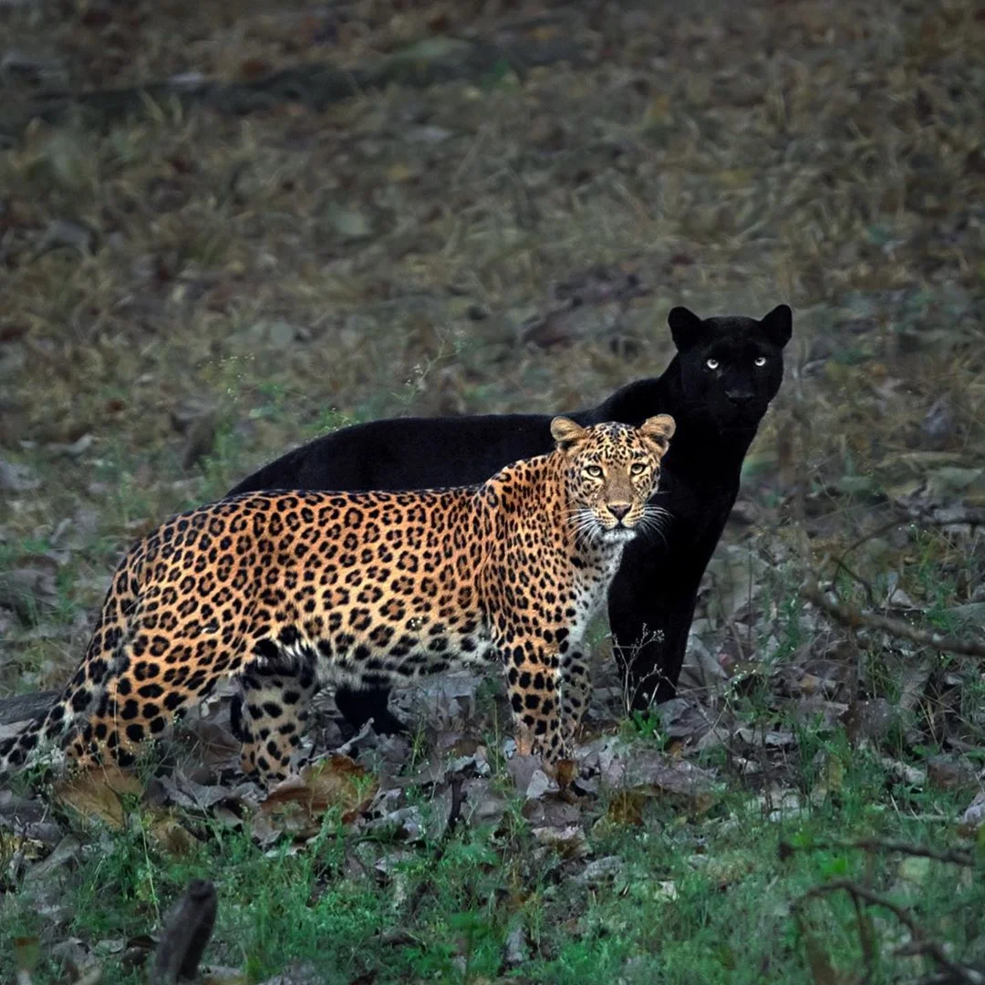 Leopardo y pantera en estado salvaje son captados juntos en estas asombrosas fotos 6 Leopardo y pantera
