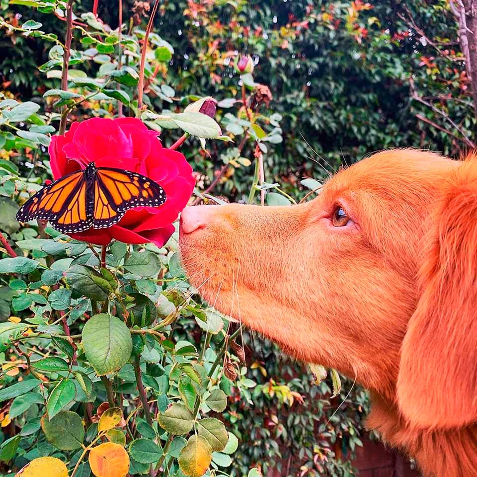 Este gentil perro es amigo de todas las mariposas en su jardín 10 Mariposas en su jardín