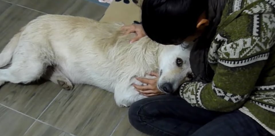 Perro sin hogar con cáncer solo quería ser abrazado luego de ser rescatado 9 Mujer cuida a perrito con cáncer