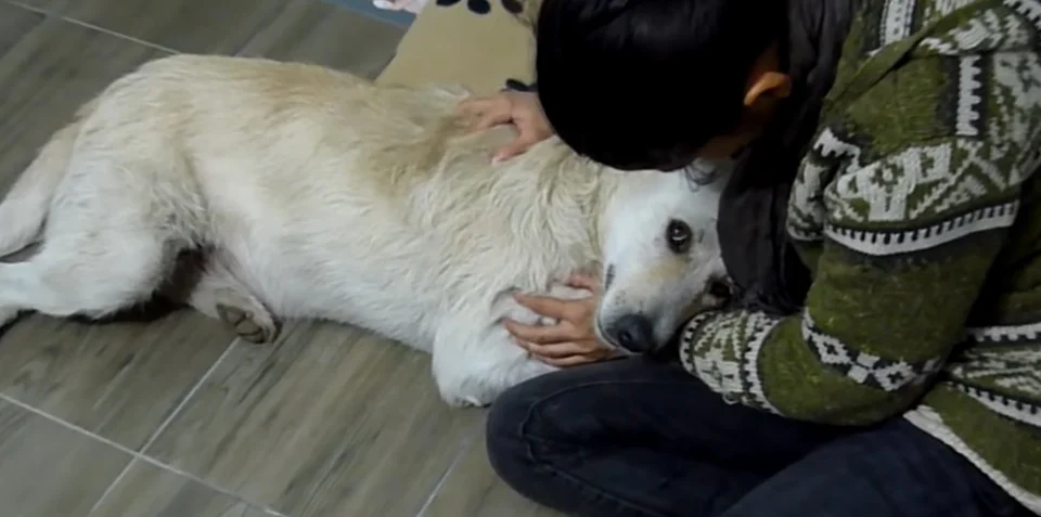 Mujer cuida a perrito con cáncer